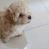 我只一只狗头像