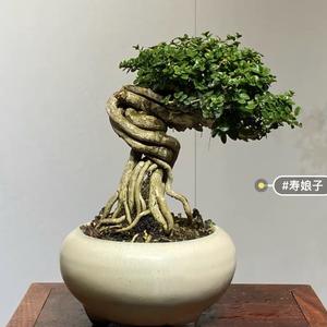 潍坊吴彦卒头像