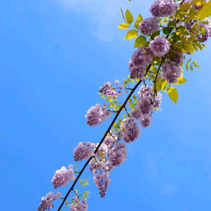 武空头像