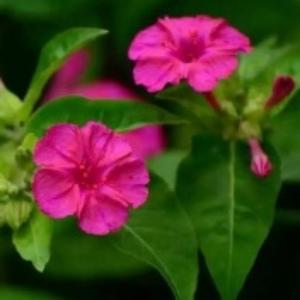 郑明鲜艳头像