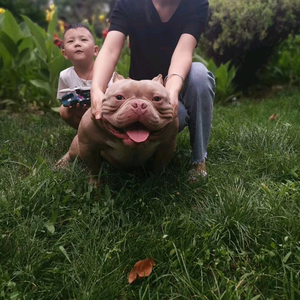 鸿图霸业犬舍头像