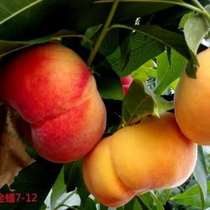 耕耘者gfw头像