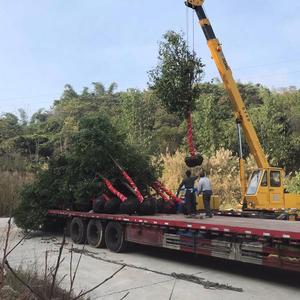 福建天竺桂罗汉松种植基地头像