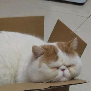 包子今天早点睡头像