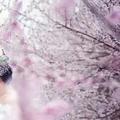 一抹微笑168头像