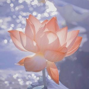 瑾上添花～头像