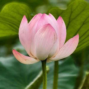 钱程似锦头像