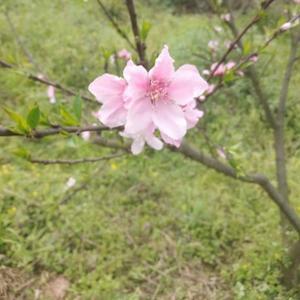 小琼影视头像