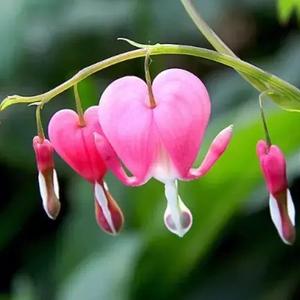爆米花头像