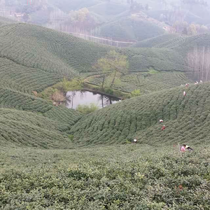 西山名茶头像