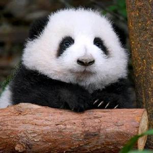 做手工的眷二头像