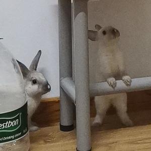兔兔能有什么坏心思呢头像