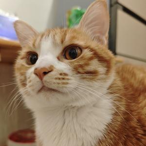 铲屎官小攻略 头像