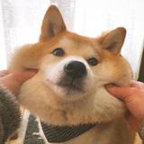 C蕭头像