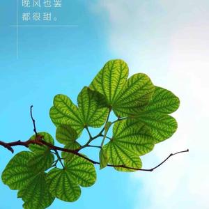 语文匠喳喳妈头像