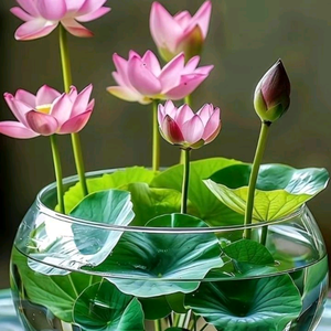 雨后彩虹头像
