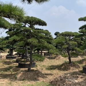 枫哥侃大山头像