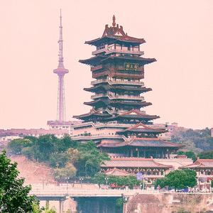 高飞鸽头像