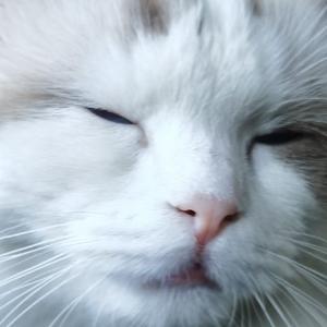 面筋哥的哥头像
