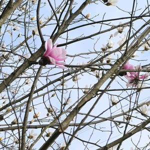 许愿池的癞蛤蟆头像
