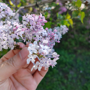 拈花妙品头像