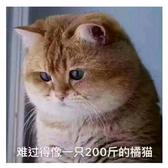 爱喝西湖龙井的猫头像