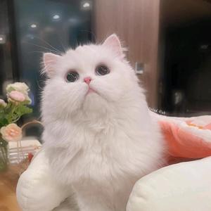番茄3096637428758958头像
