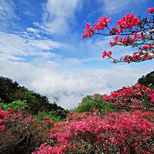 杜鹃花开满山红叶头像