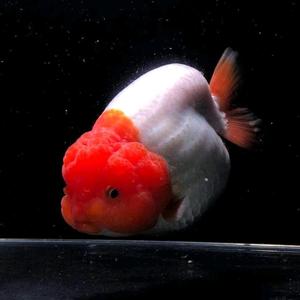 兰寿金鱼内寄怎样治疗 西瓜视频