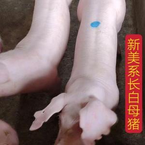 君临种猪繁育基地头像