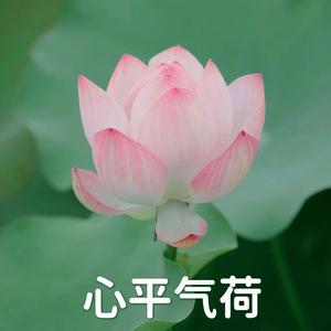 浮澜心语头像