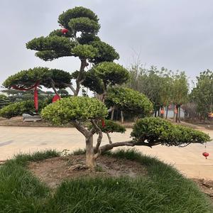 纳恒园林头像