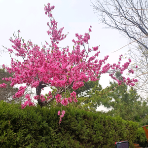 沂蒙农家味头像