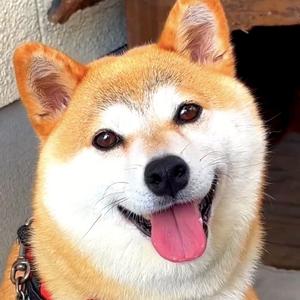 嗨皮视界头像
