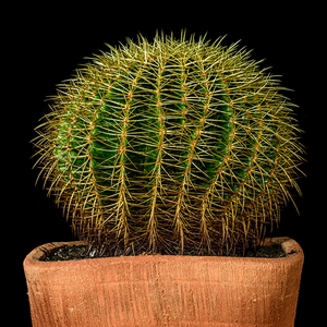 三七游戏解说君 头像