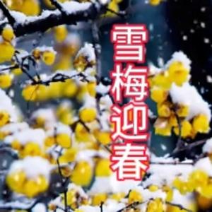 雪梅迎春头像