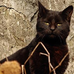 猫在水里头像