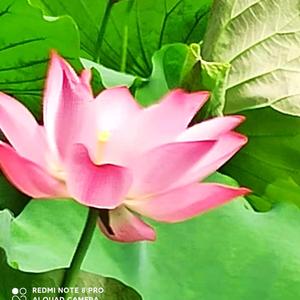 山水4q8U头像