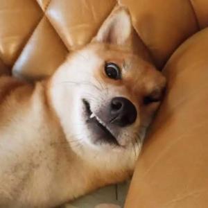 天生骚包头像