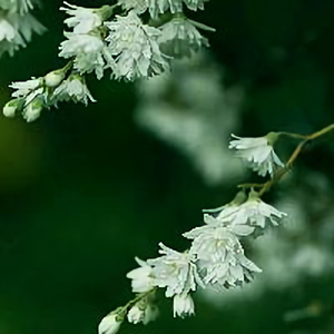 花开花语头像