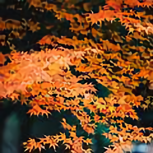 大鹏8生活日记头像