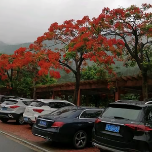 美图音乐仙界头像