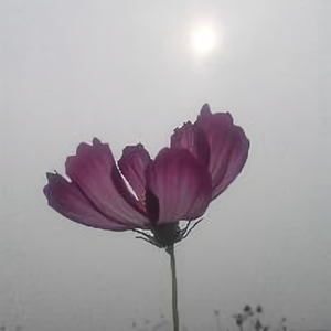 羽翼头像