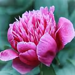 新都小小杨头像