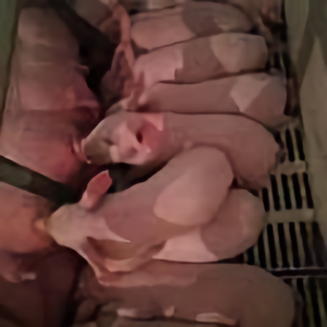 鑫阳农牧头像