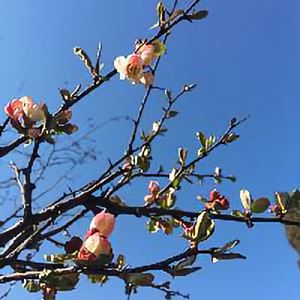 浮生整日闲头像