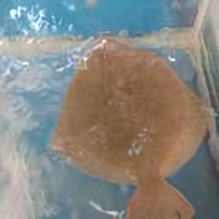 盛世百汇银滩水产头像