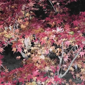 用户78129790696头像
