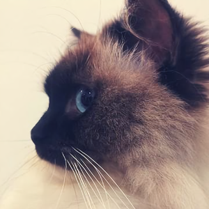 布偶仙女猫头像