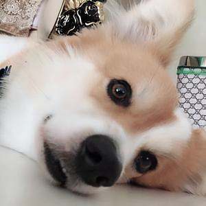 熊熊看视频头像